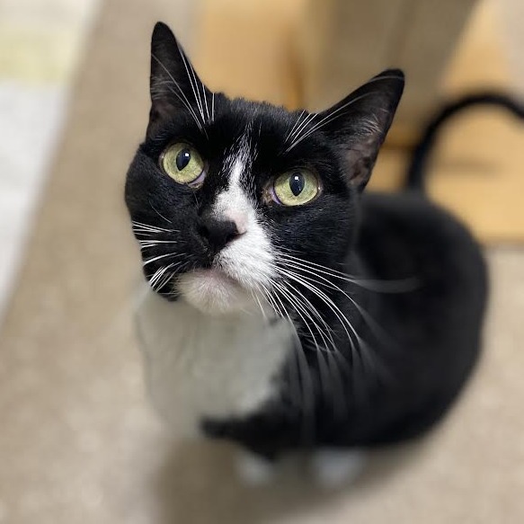 BABY KITTY - Domestic Shorthair available for adoption