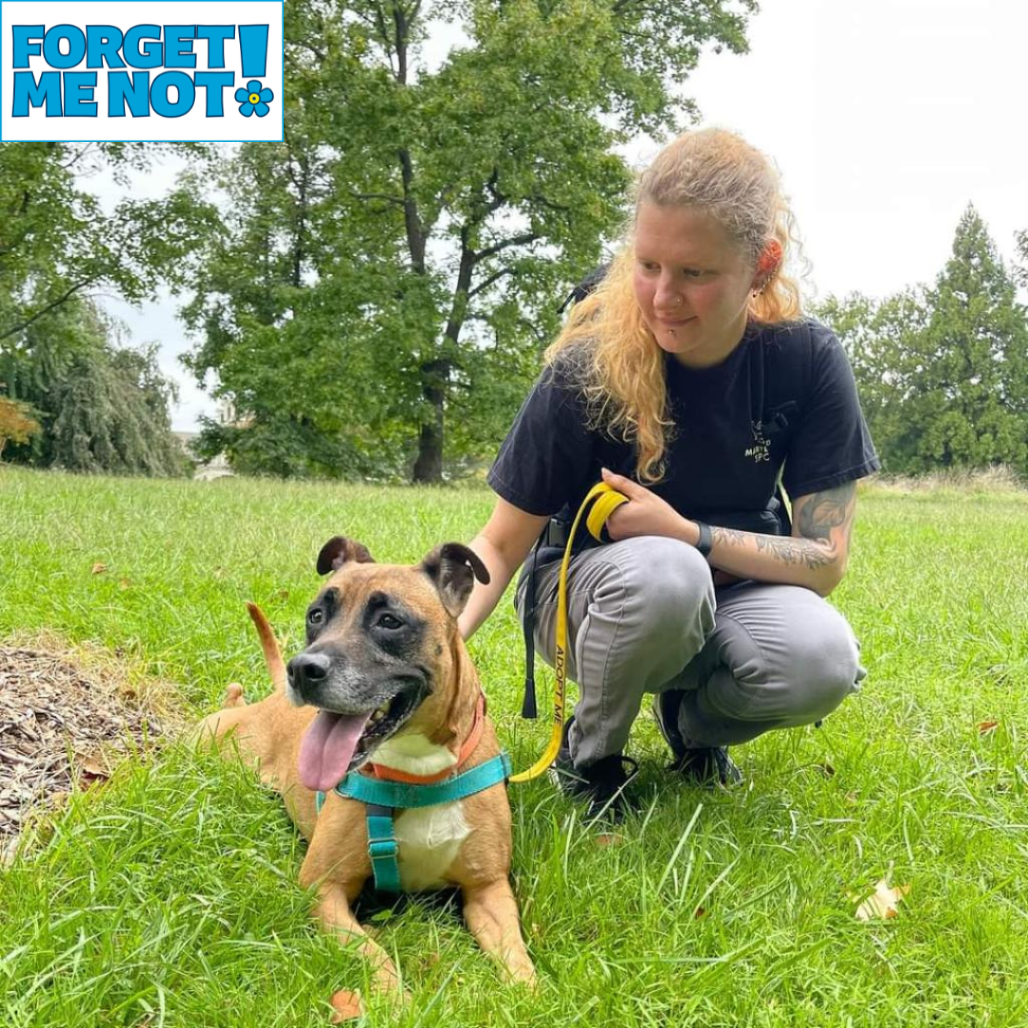 CHARITY - Boxer / Mix available for adoption