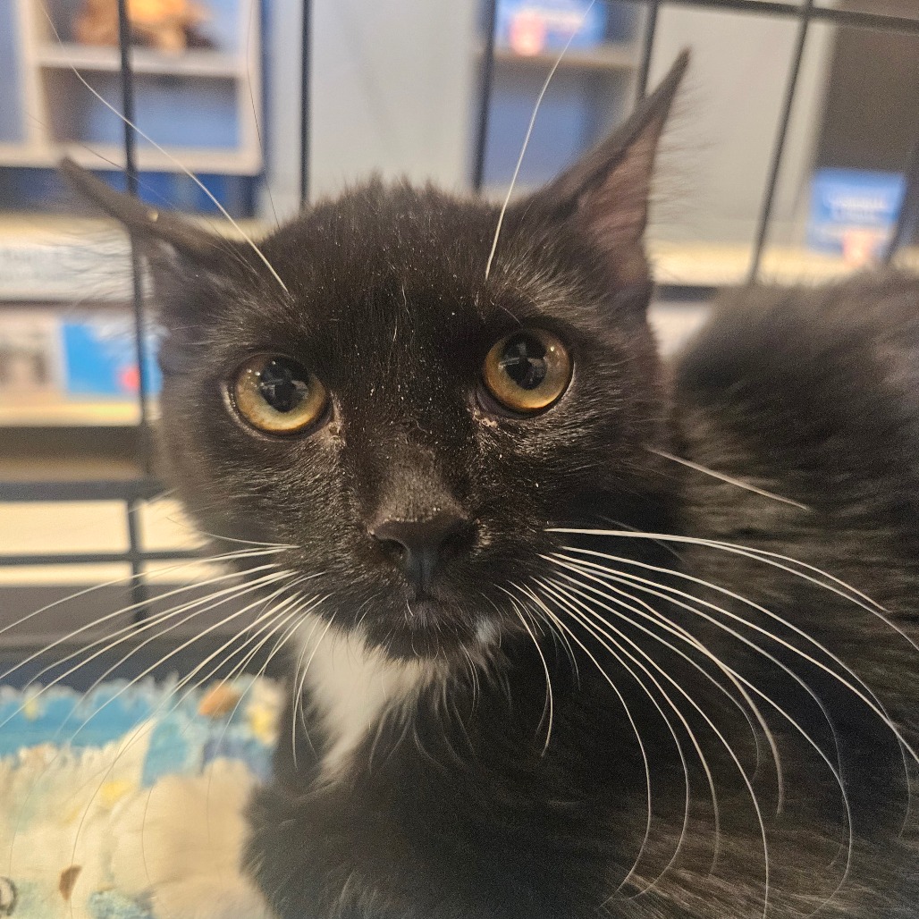 VINNY - Domestic Shorthair available for adoption