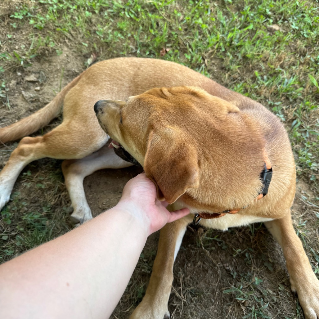 ALPHARETTA - Dottie, photo 6
