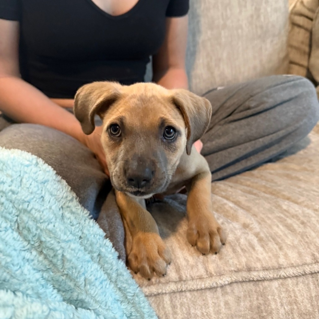 NALA - Shepherd / Australian available for adoption