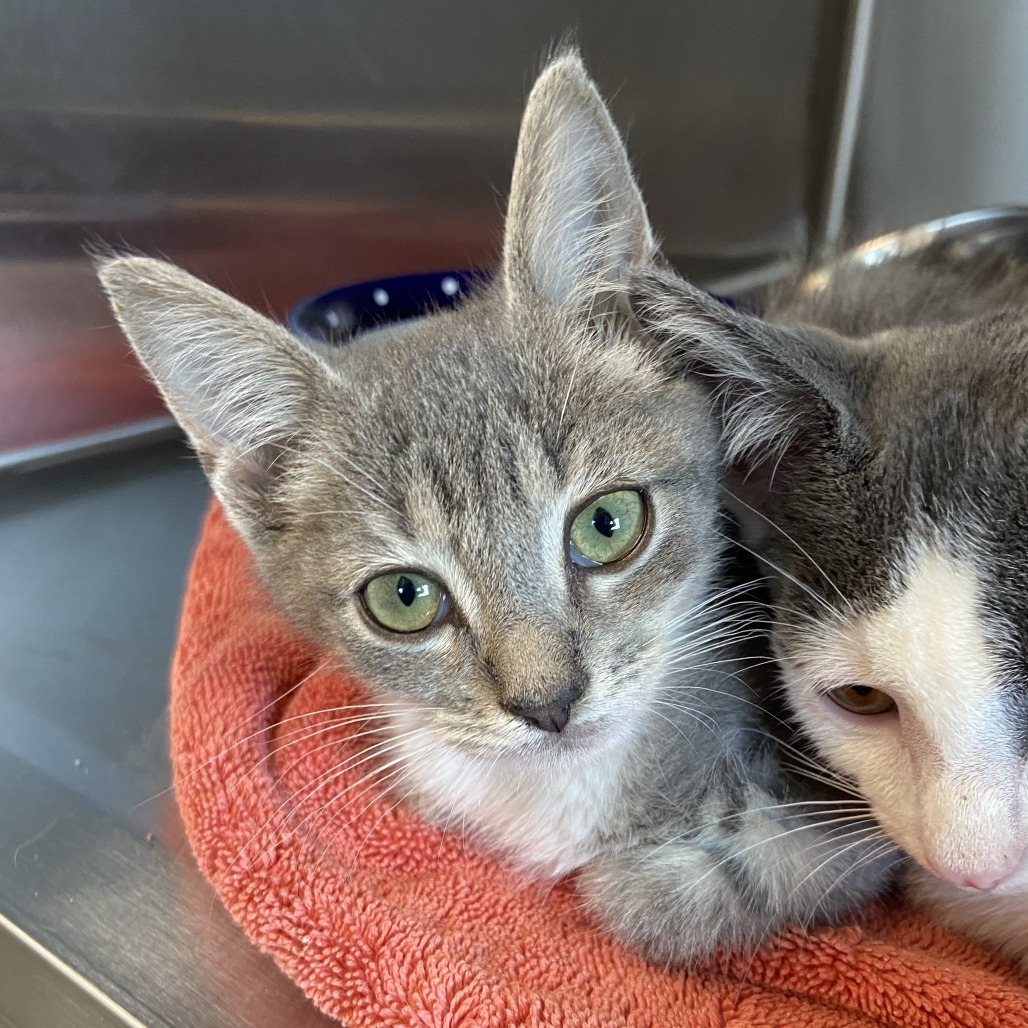 SUMMIT - Domestic Shorthair available for adoption