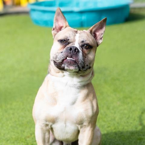 French Bulldog