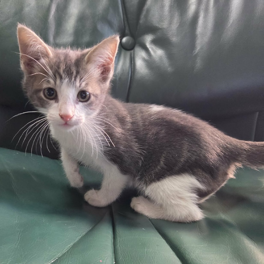 Oliver