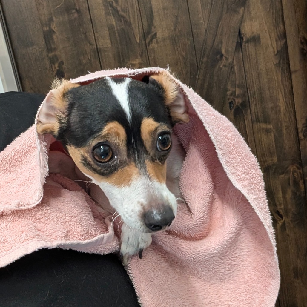 Snarf — thumbnail 2