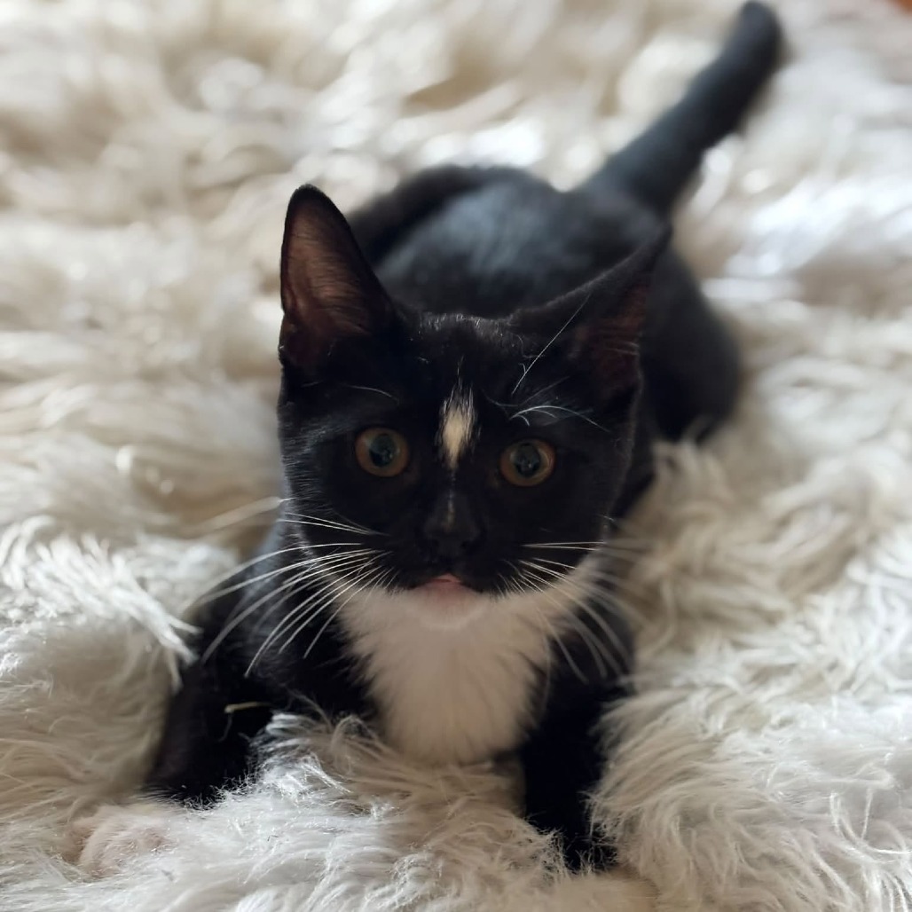 GINGER - Domestic Shorthair available for adoption