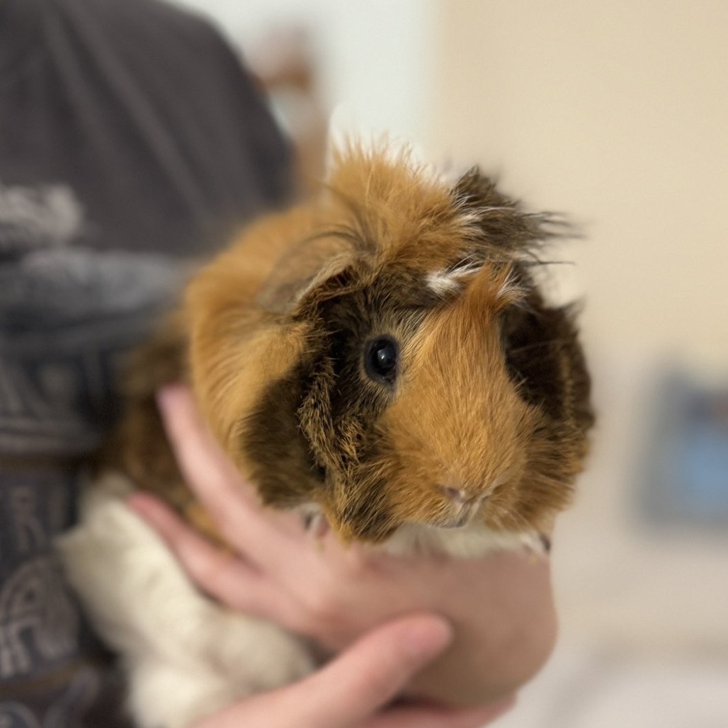 Lord Piggington--In Foster, photo 3
