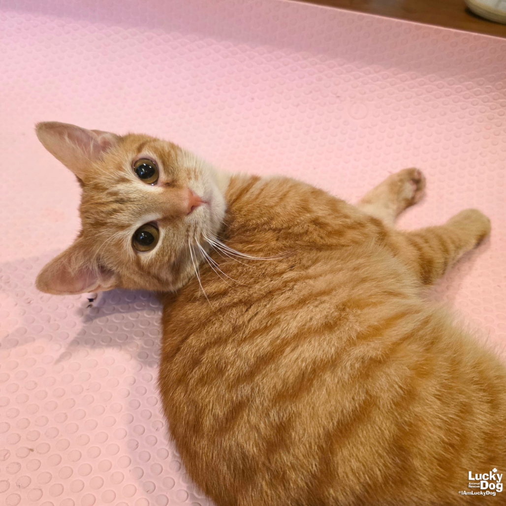 CHEETO - Domestic Shorthair available for adoption