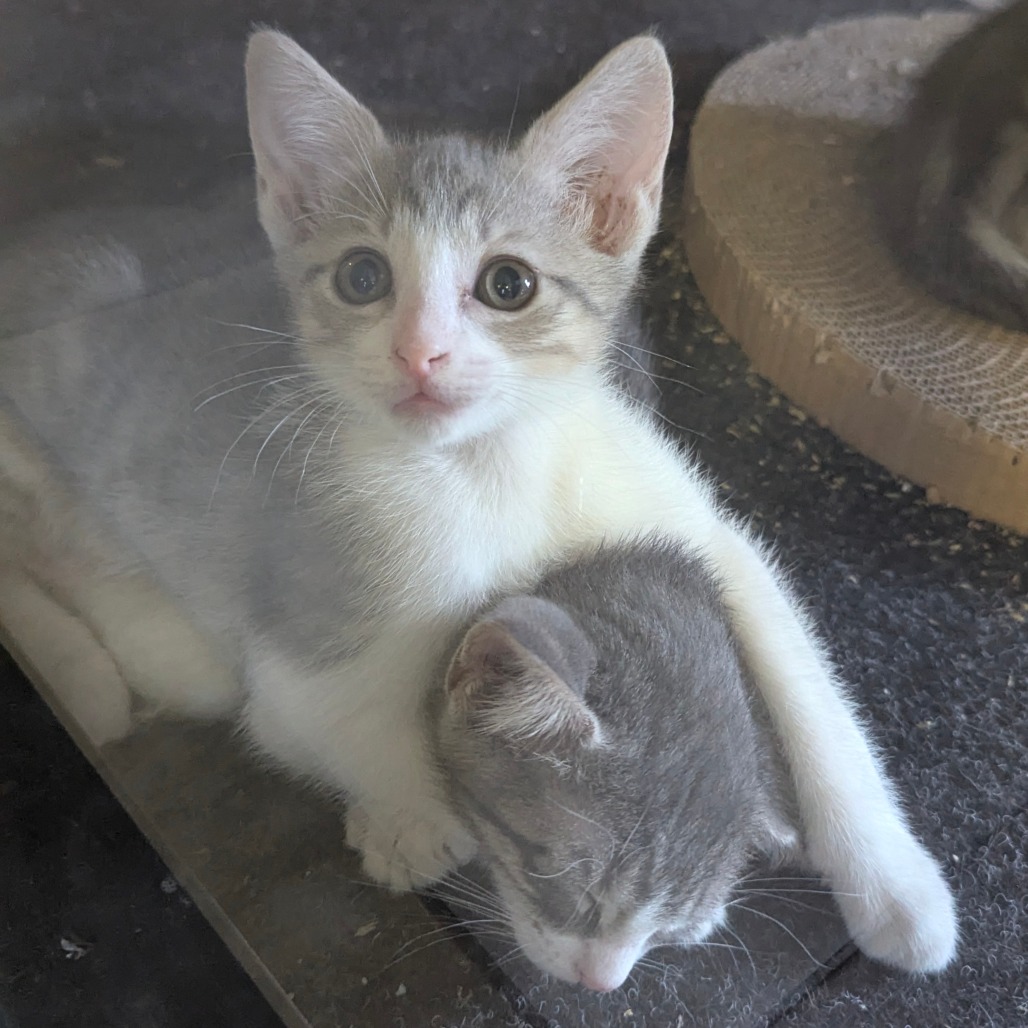 KA'ANI - Domestic Shorthair available for adoption