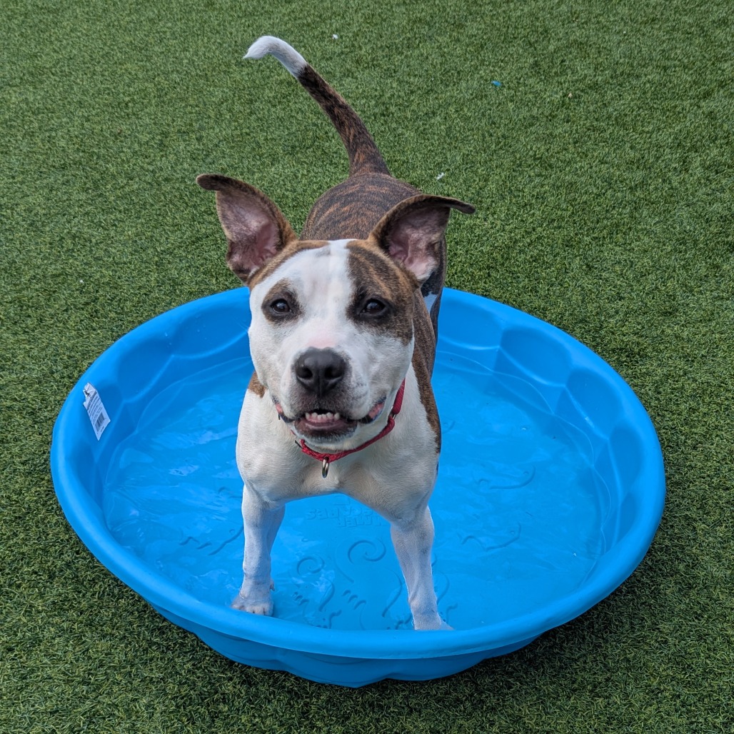 Photo of Bombyx Mori 8