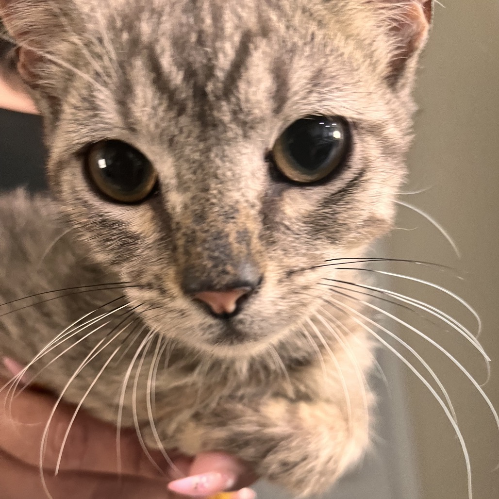 SALEM - American Shorthair available for adoption