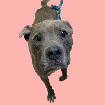 Tusc Stray 81577