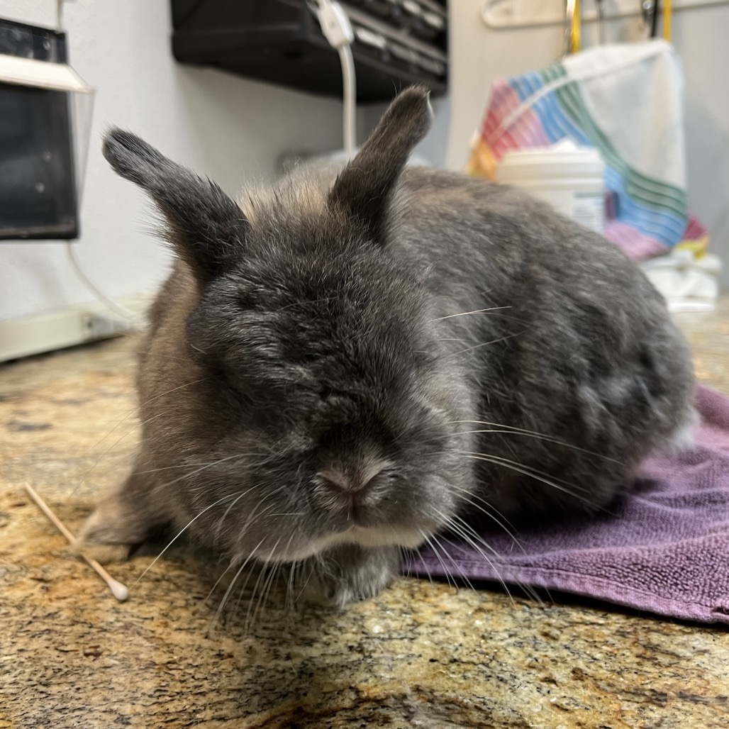 Randi (bonded to Acorn), photo 2