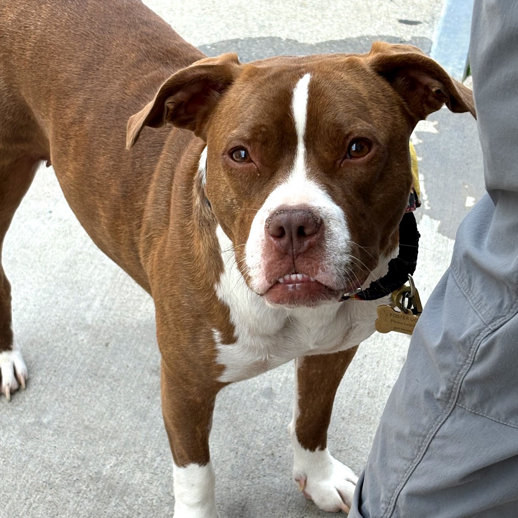 GUPPY - Mixed Breed (Medium) available for adoption