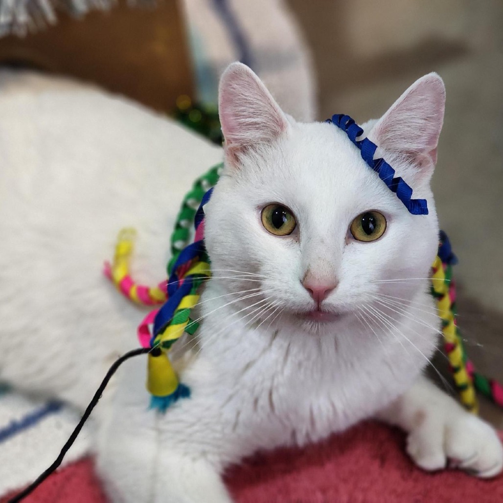 FLUFFY SNOW - Domestic Shorthair available for adoption