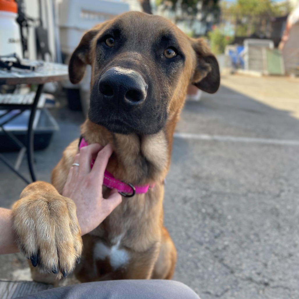 Scooby — thumbnail 2