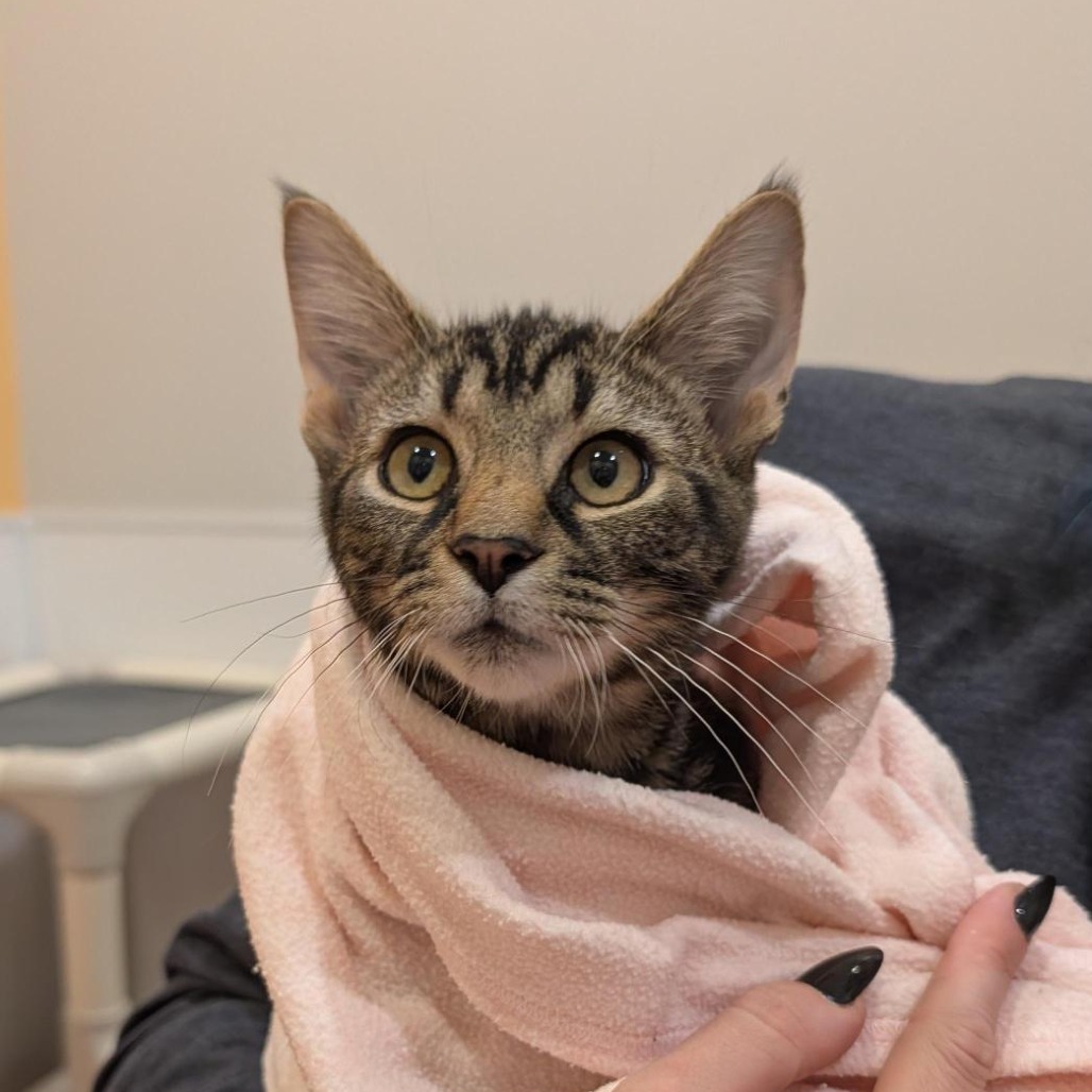 FIN - Domestic Shorthair available for adoption