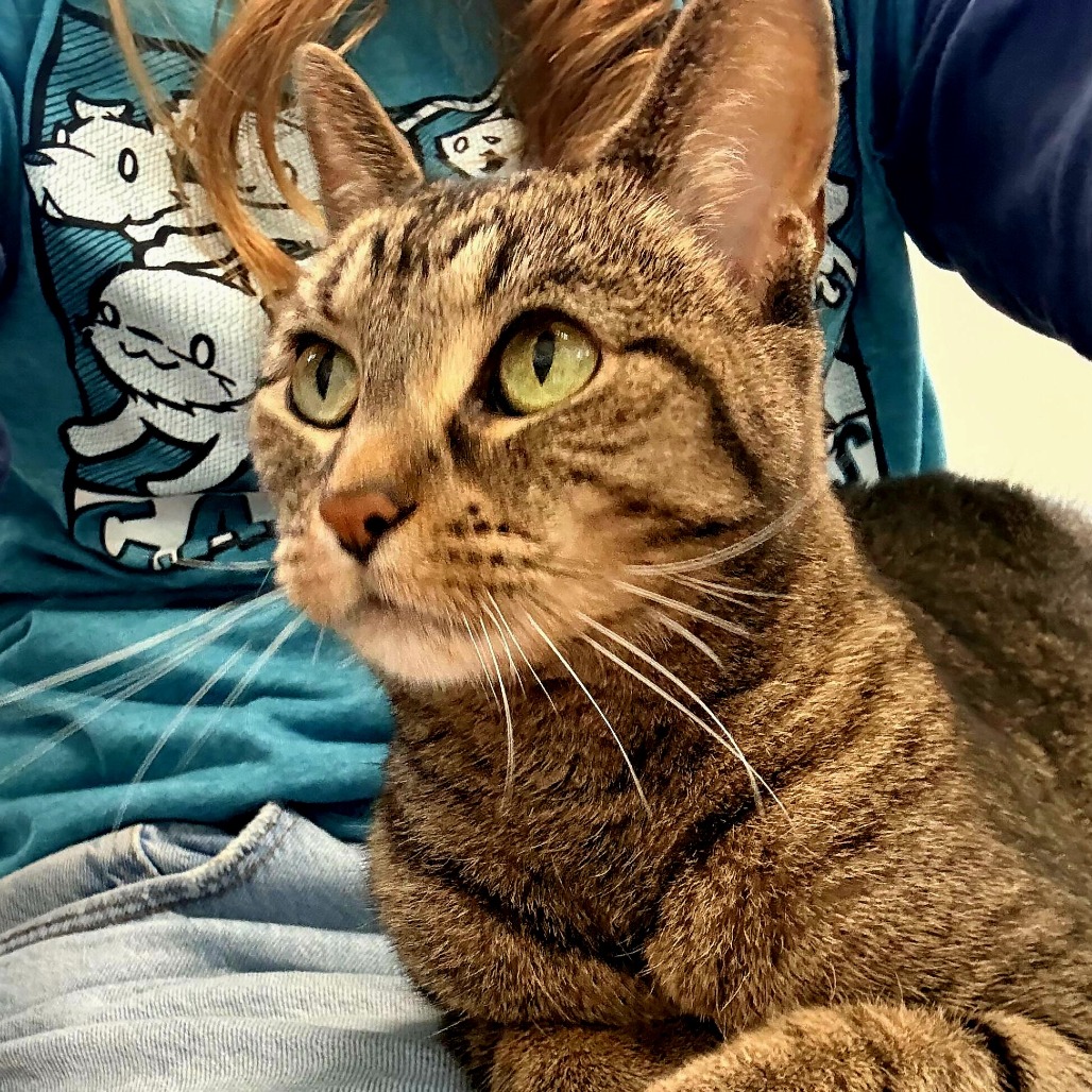 Ziggy (c2026), photo 4