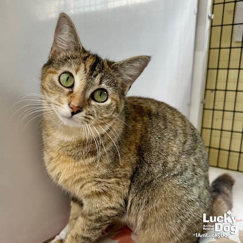 AGATHA - Domestic Shorthair available for adoption