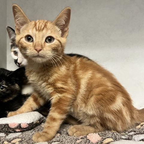 BOB - Domestic Shorthair available for adoption