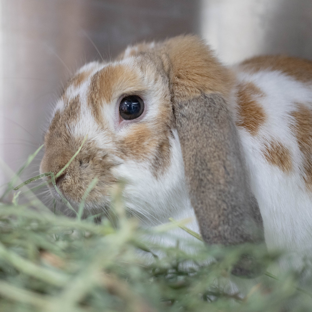 Thumper, photo 4