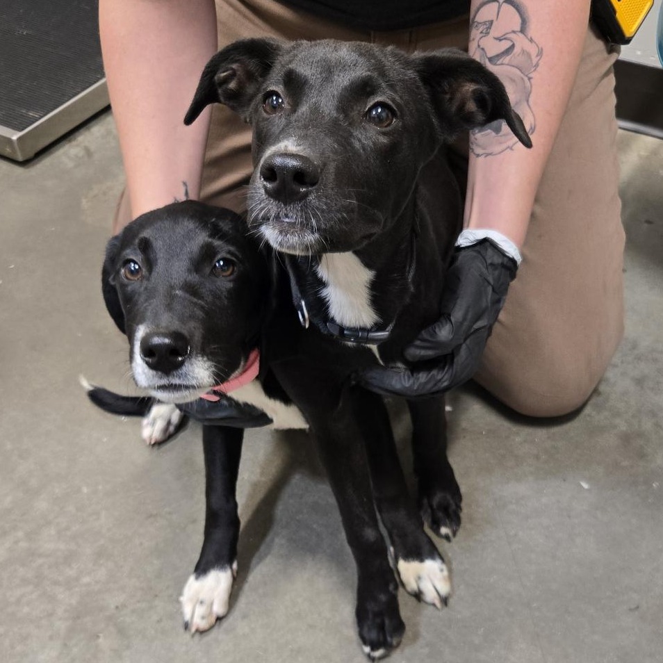 AQUAMARINE - Mixed Breed (Medium) available for adoption