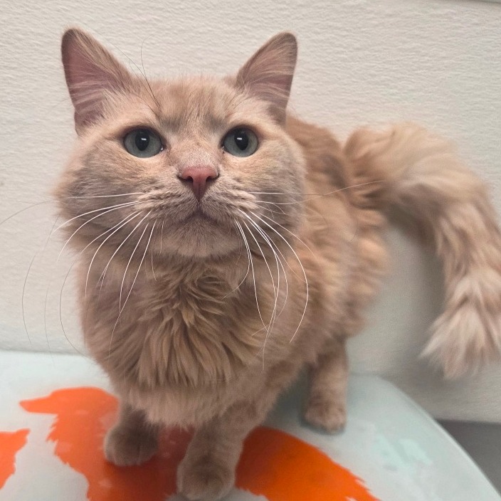 Arroyo — thumbnail 5