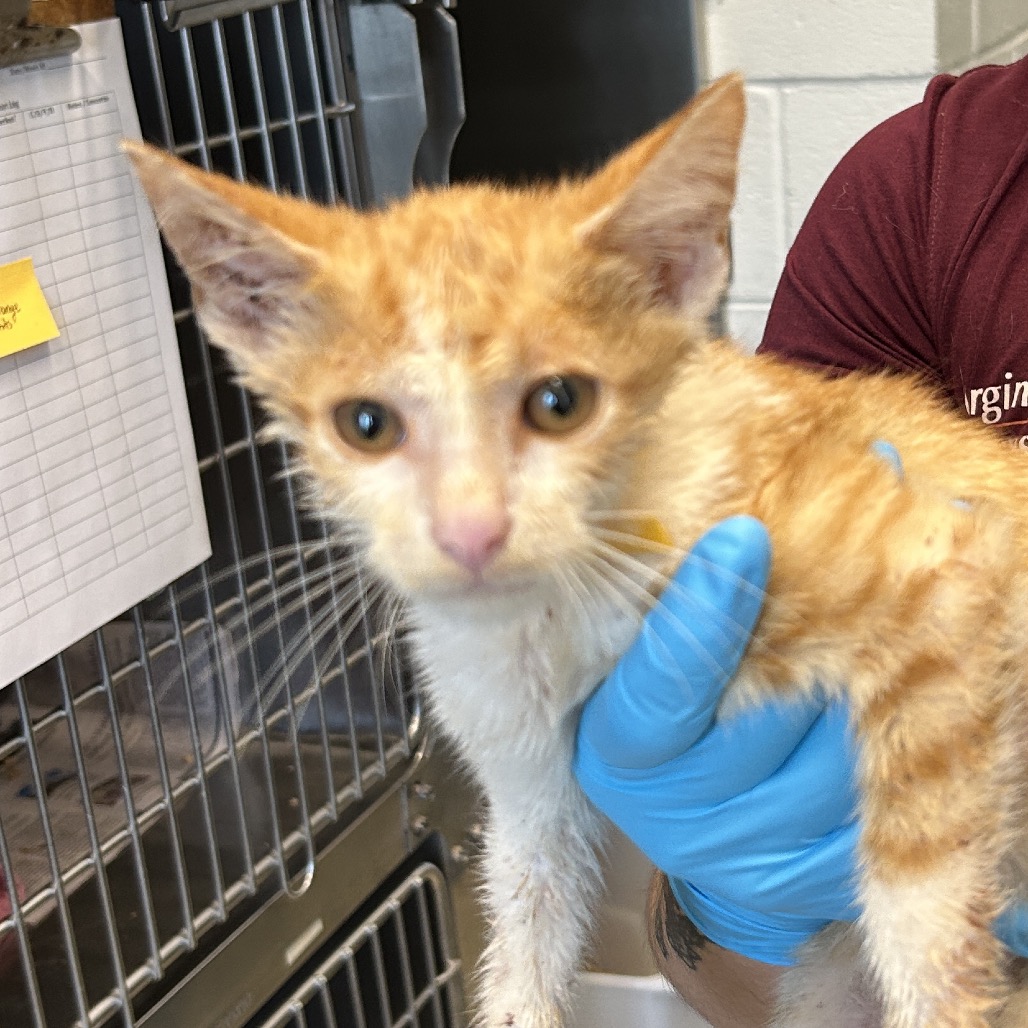DERRICK - Domestic Shorthair available for adoption