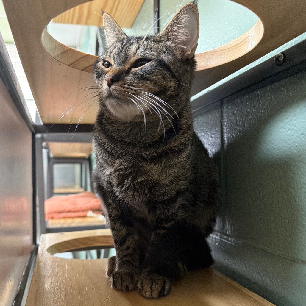 Yzma, photo 5