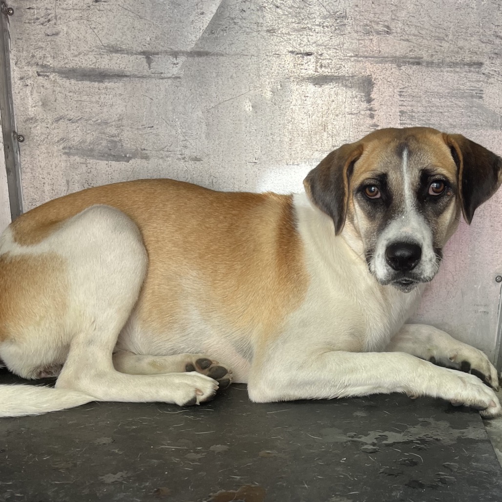 PARSLEY - Shepherd / Mix available for adoption