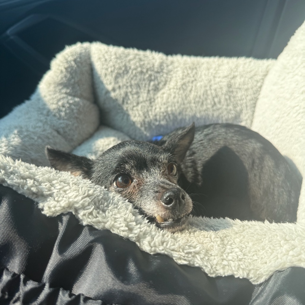 Daisy, photo 10