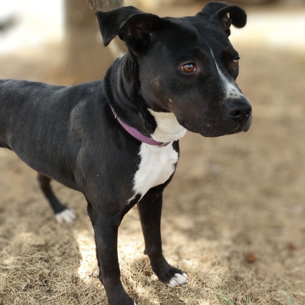 Photo of Ace