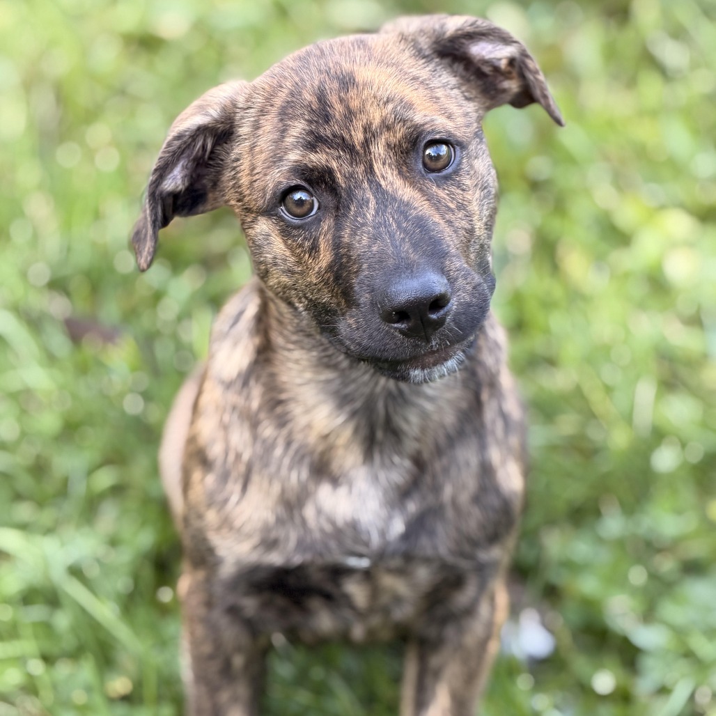 MARTE - Shepherd, Australian / Hound, Plott available for adoption