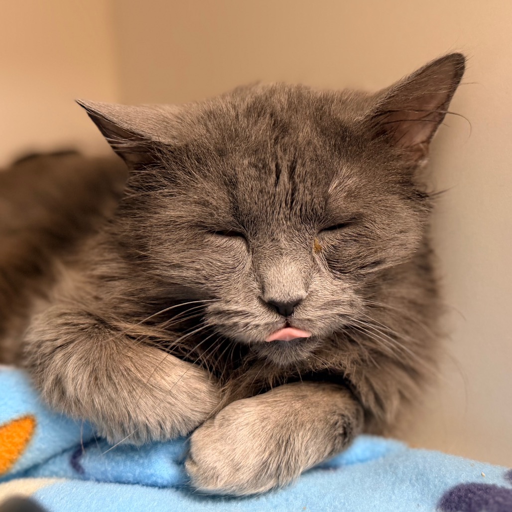 Newton — thumbnail 3