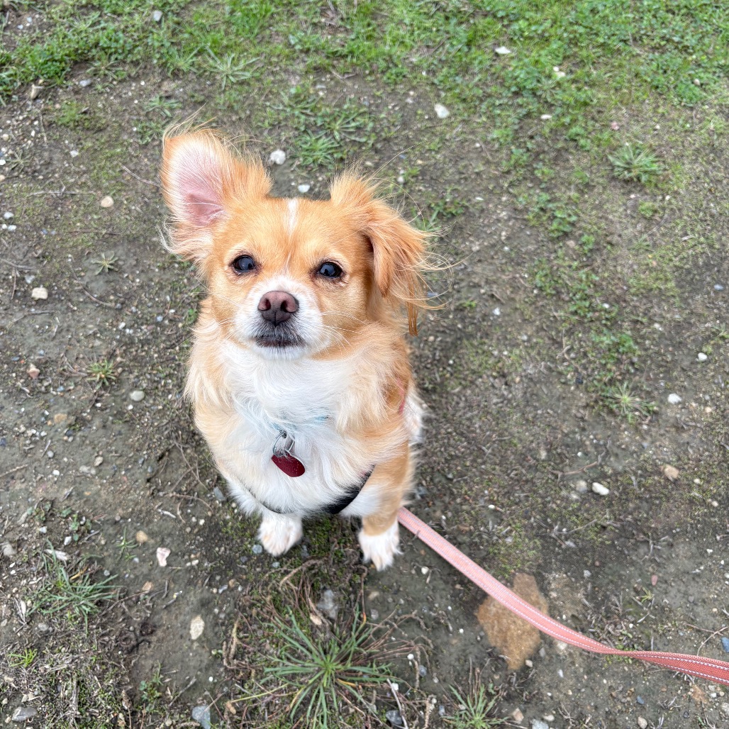 PEACH, photo 7