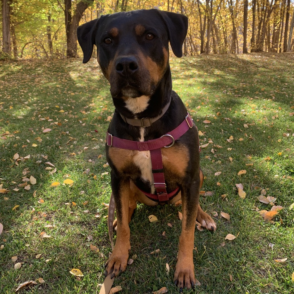 Licorice, photo 18