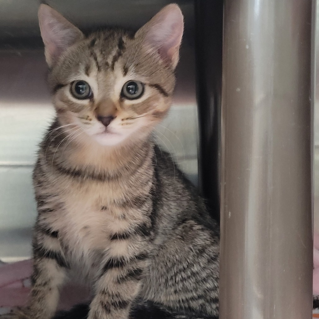 RINSE DENIM - Domestic Shorthair available for adoption