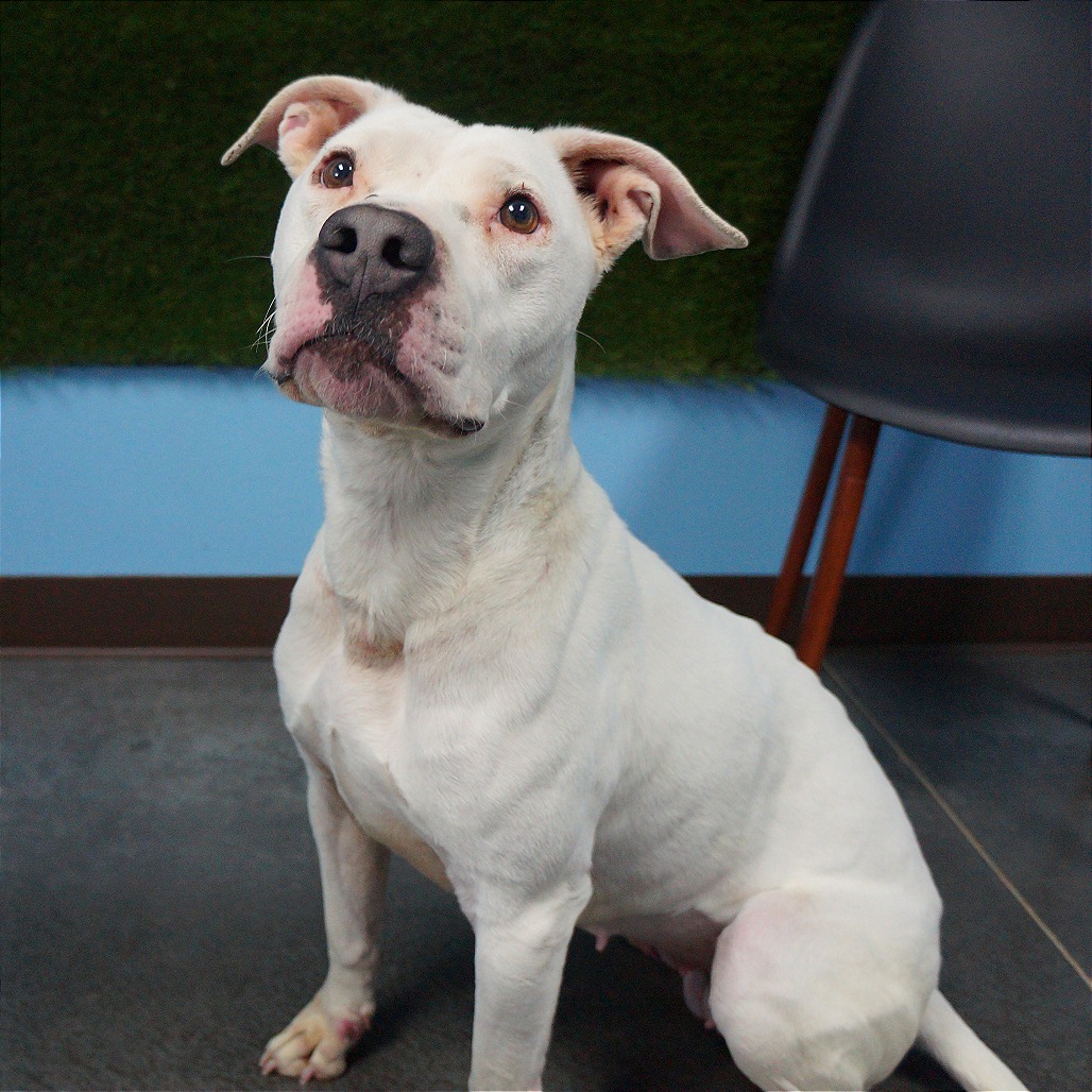 Zora — thumbnail 6