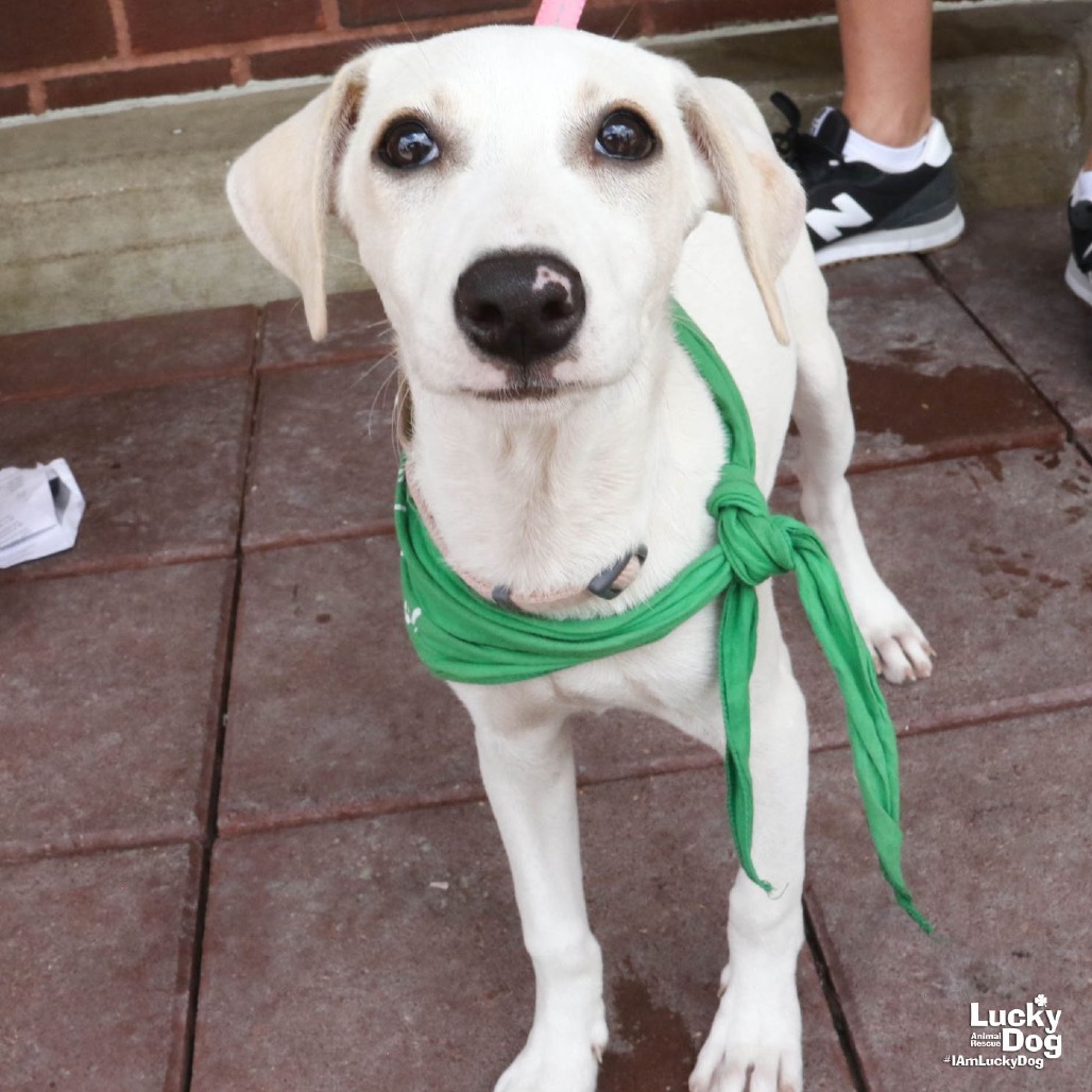 MS. MEL - Retriever, Labrador / Mix available for adoption