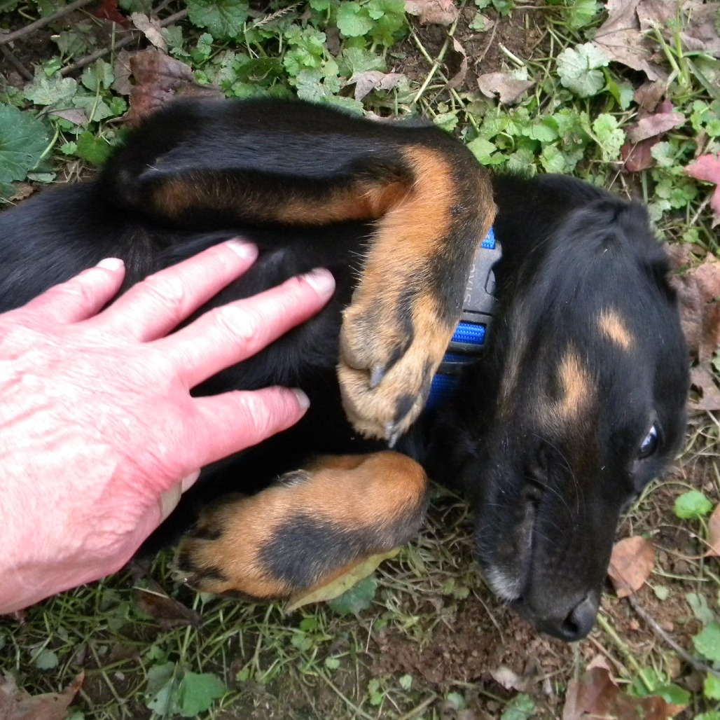AXEL - Mixed Breed (Medium) available for adoption