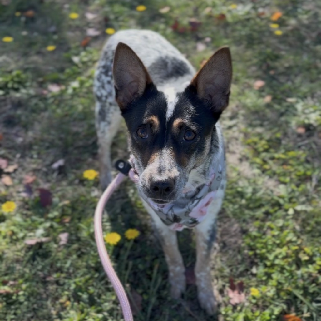 Jasmine, photo 7