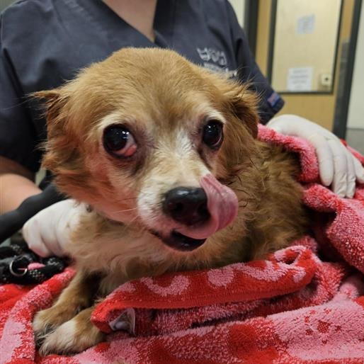 CHARLIE BROWN - Mixed Breed (Small) available for adoption