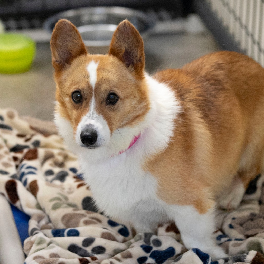 CHOWDER (AG26-287) - Corgi / Pembroke Welsh available for adoption