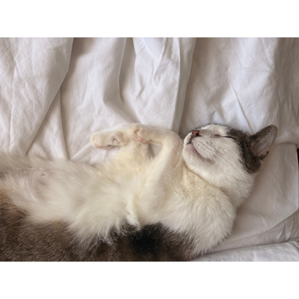 Teddy, photo 16