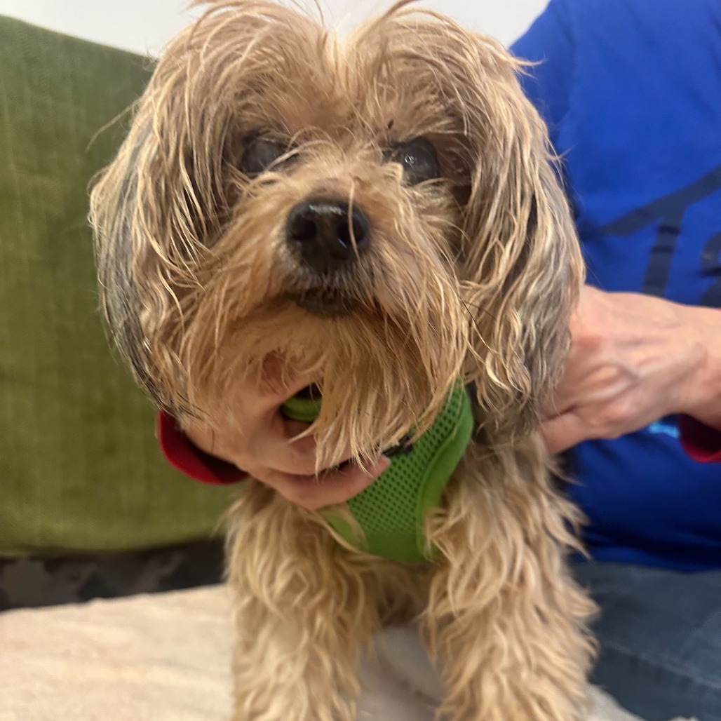 Yoshi 13853 — thumbnail 2