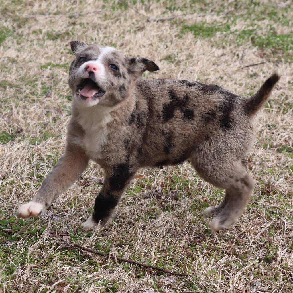 Kato — thumbnail 3