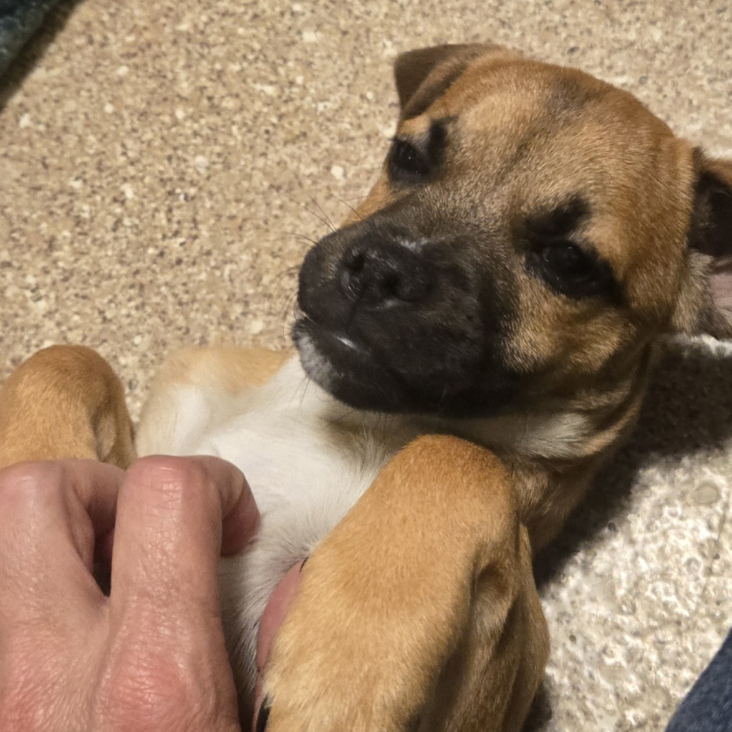 CINNAMON - Mixed Breed (Small) available for adoption