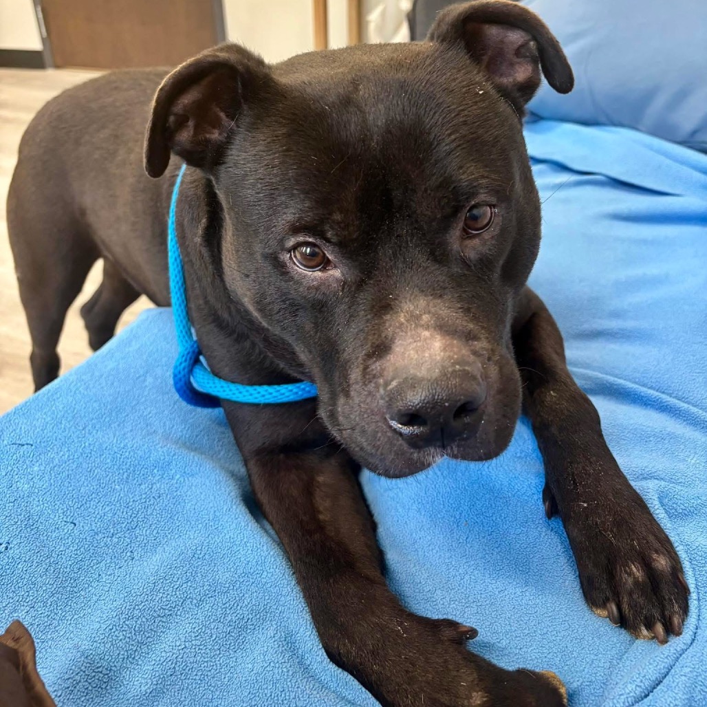 Pac-Man — thumbnail 5