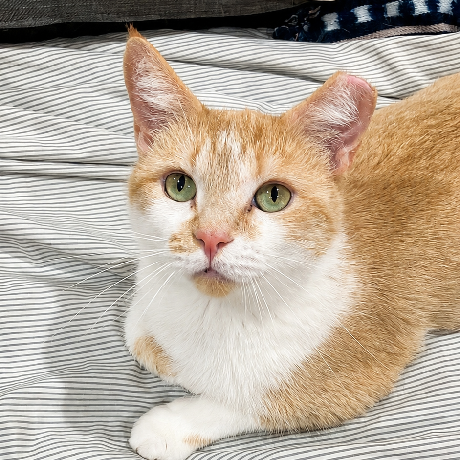 TANGERINA JOLIE - Domestic Shorthair available for adoption