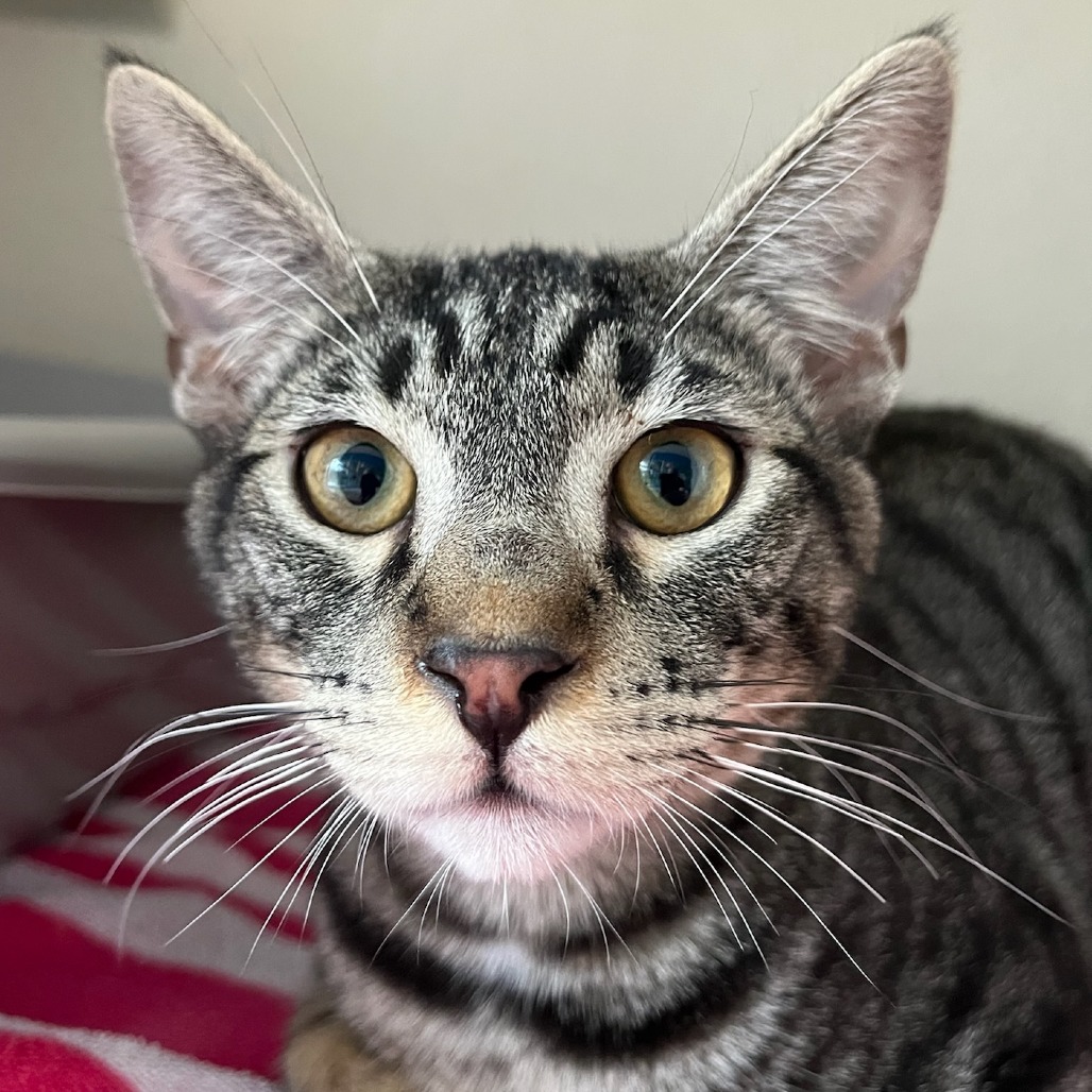 Mick Mars - Domestic Shorthair